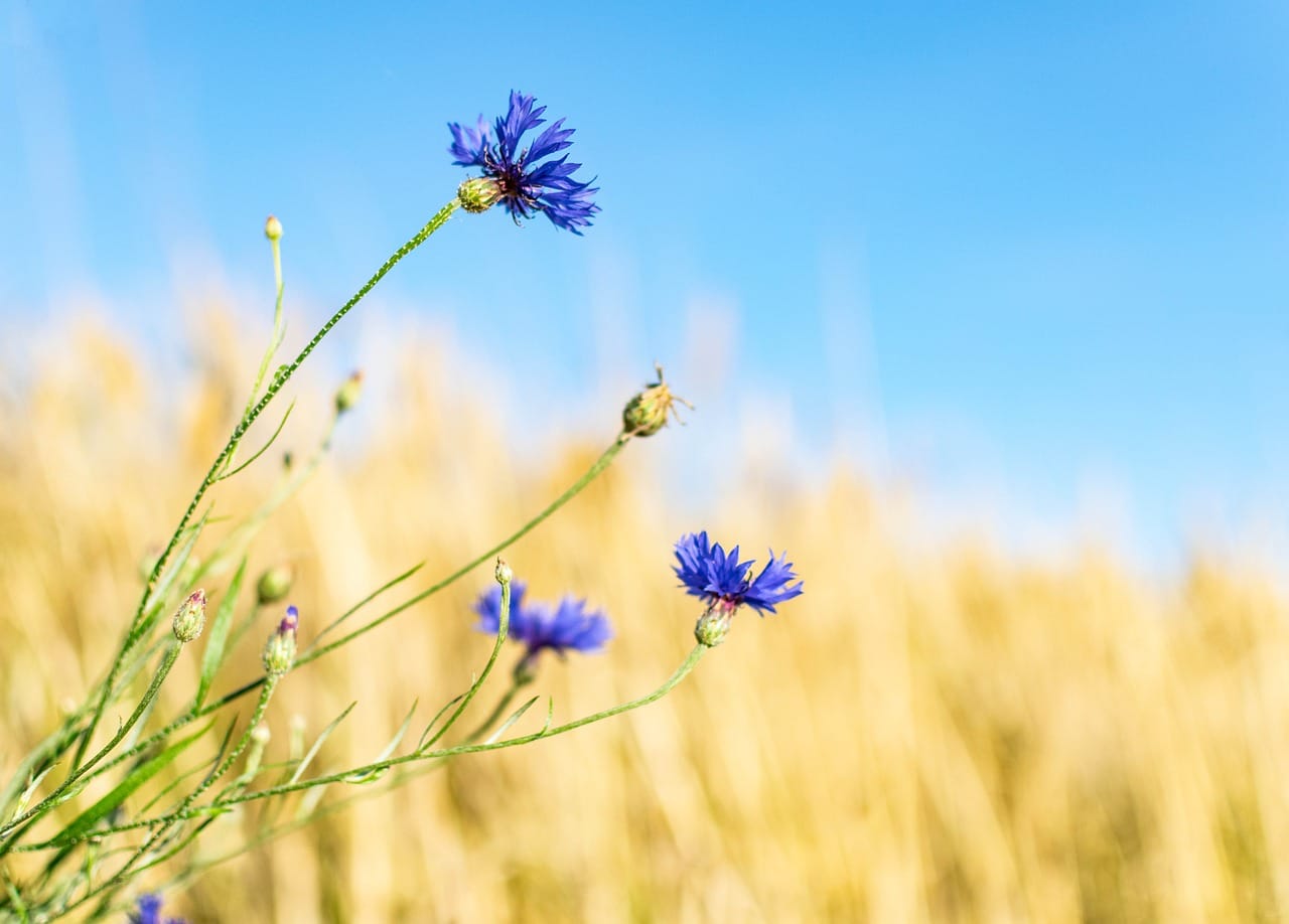 The meadow below the farm in July, full of the flowers they came for.