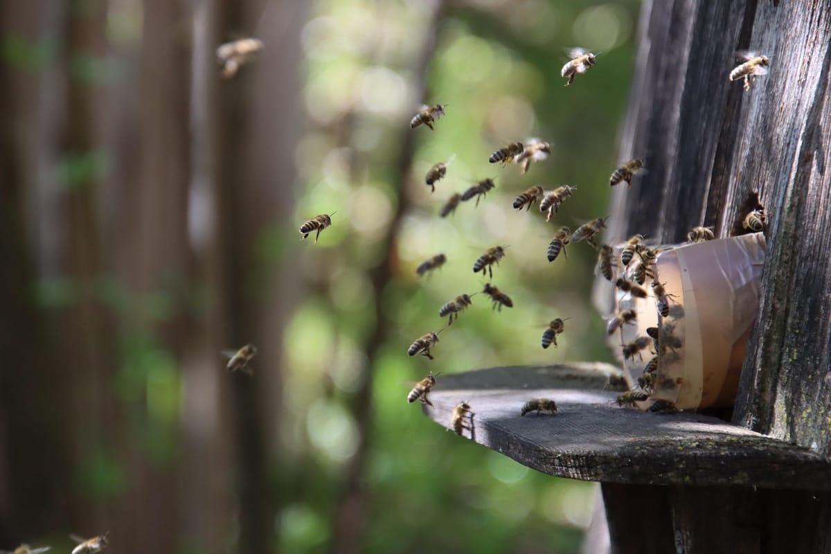The Beekeeper’s Letter
